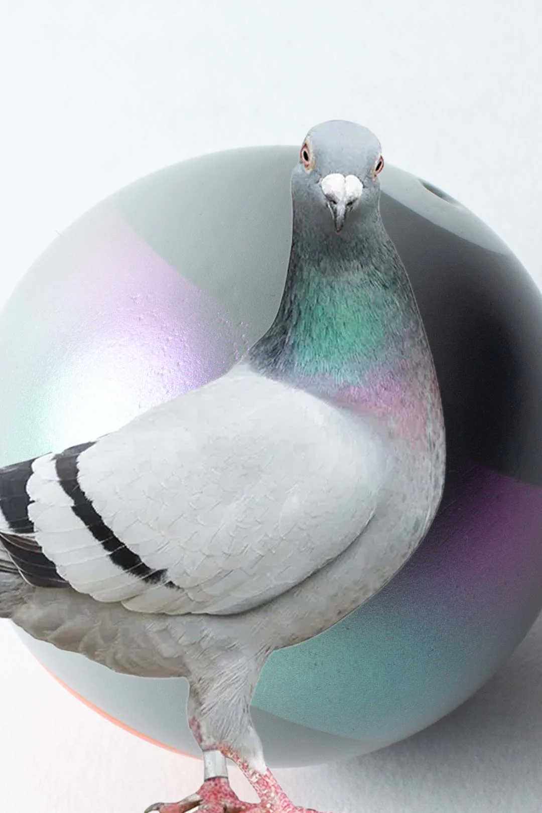 PIGEON STRIPE - STROH CUSTOM - Image 2